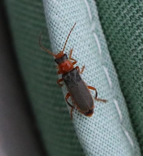 Réf. 261 125 : Cantharis lateralis